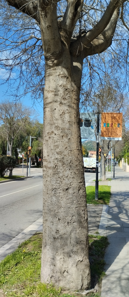 Detall del tronc d'un dels lledoners.