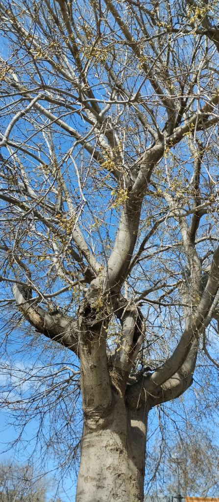 Detall de la capçada d'un dels lledoners.