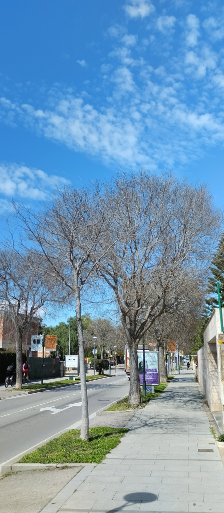 Vista general de la rambla de Sant Just amb els lledoners plantats a les voreres. 