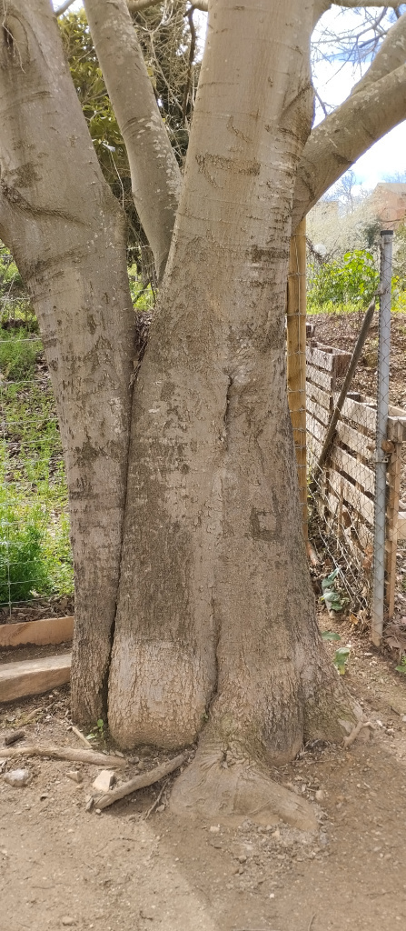 Vista detall del tronc. 