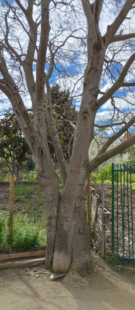 Vista general del tronc.