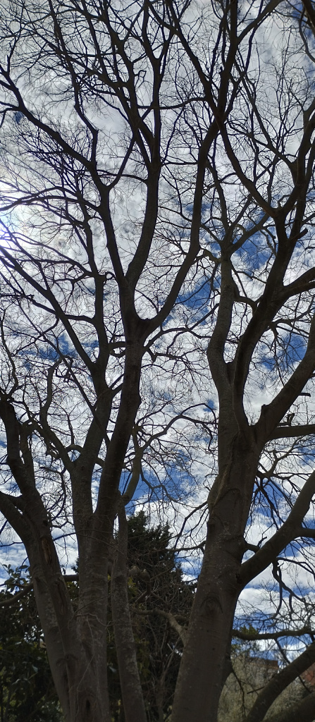 Vista detall de la capçada. 