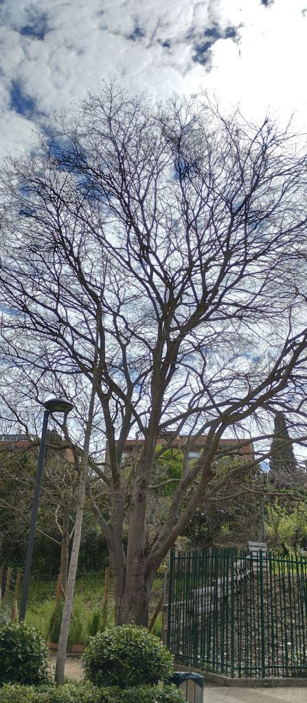 Vista del lledoner des del passeig de la Muntanya.