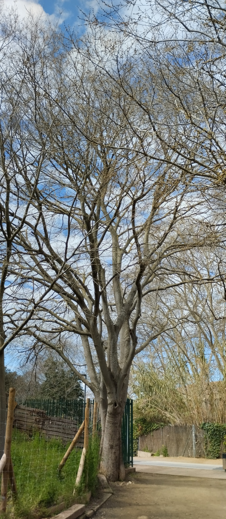 Vista del lledoner des de la baixada del Mas.