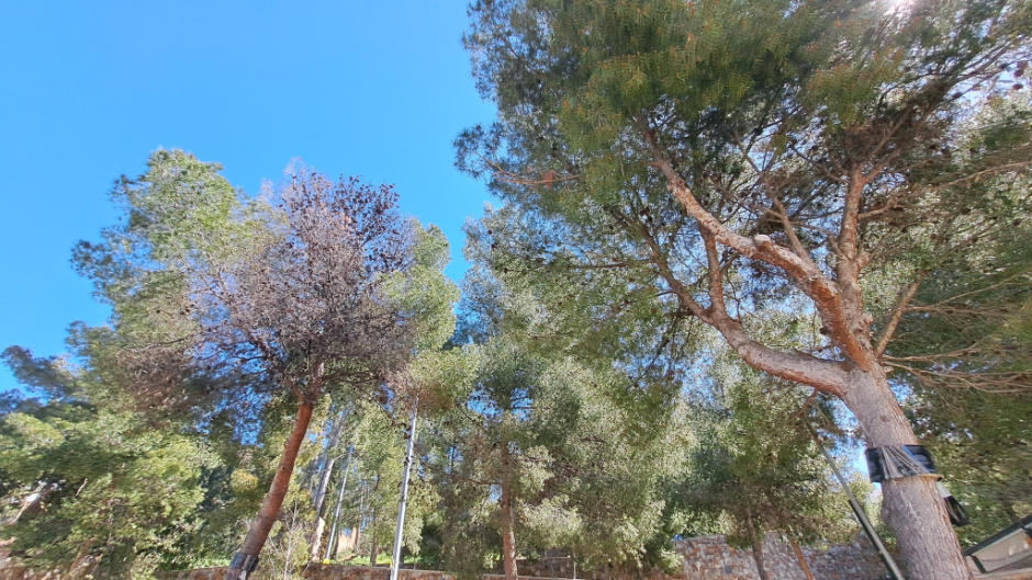 Vista general de la pineda.