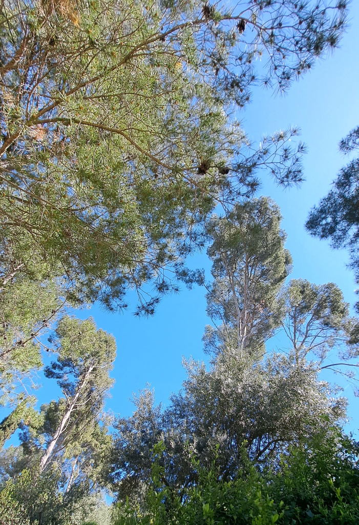Detall de les capçades dels pins blancs.