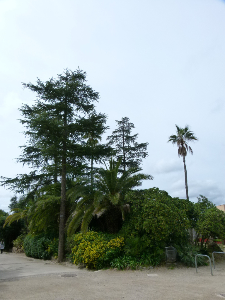 Vista general de l'arbreda de can Ginestar.