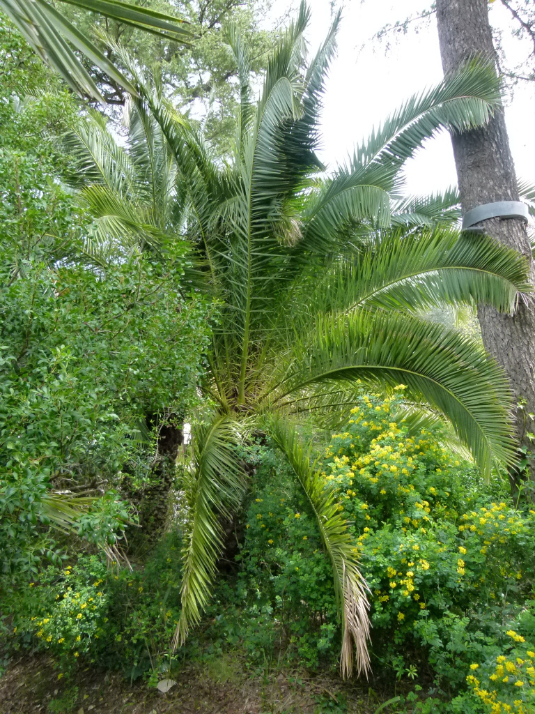 Detall d'una de les espècies al·lòctones que conformen l'arbreda de can Ginestar.