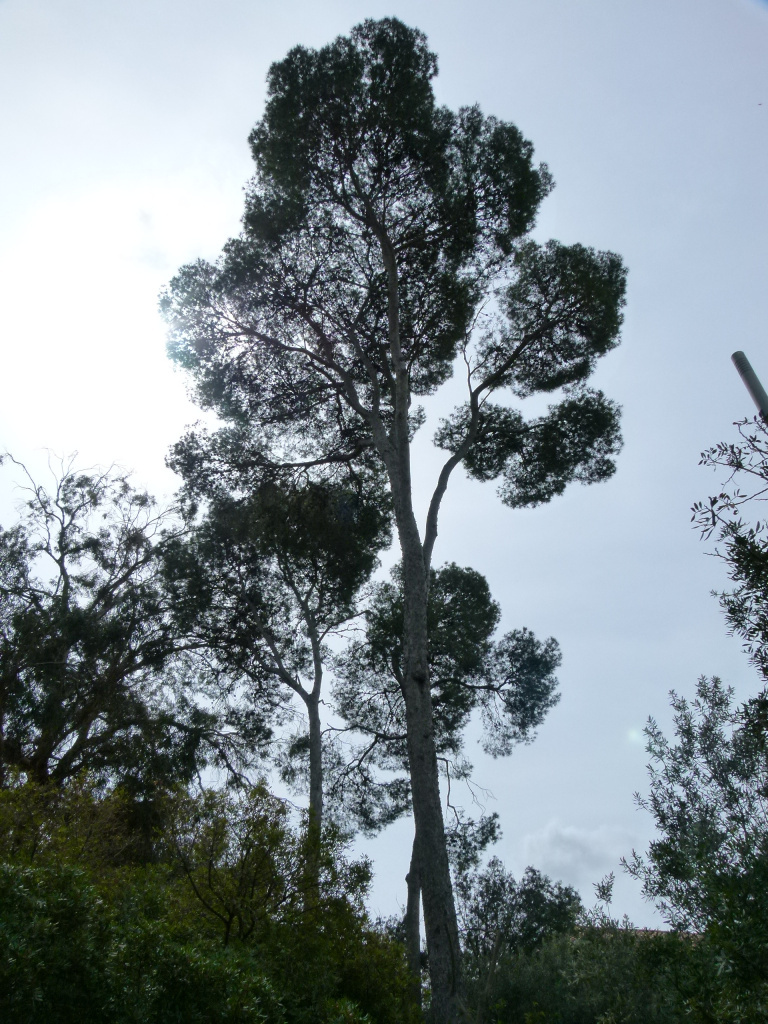 Pi blanc de l'arbreda de can Ginestar. 