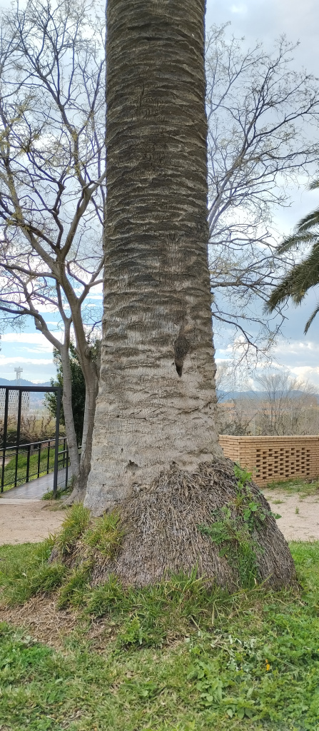 Detall del tronc de la palmera.