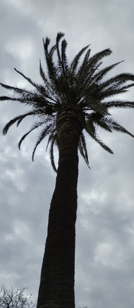 Detall del tronc i la capçada.