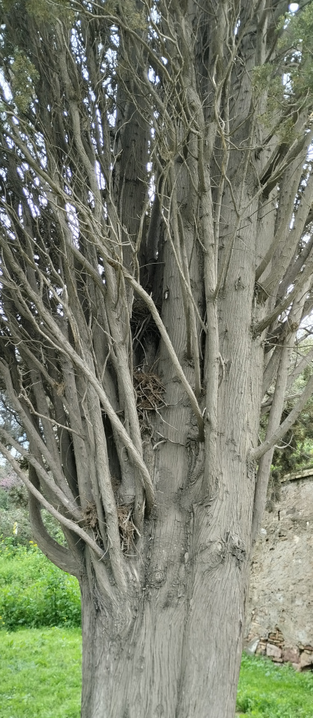 Detall del tronc i el brancatge del xiprer centenari.
