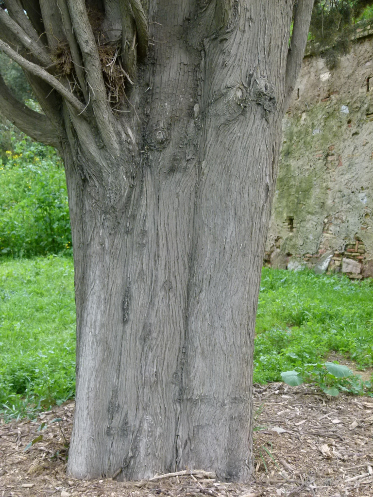 Detall del tronc del xiprer centenari.