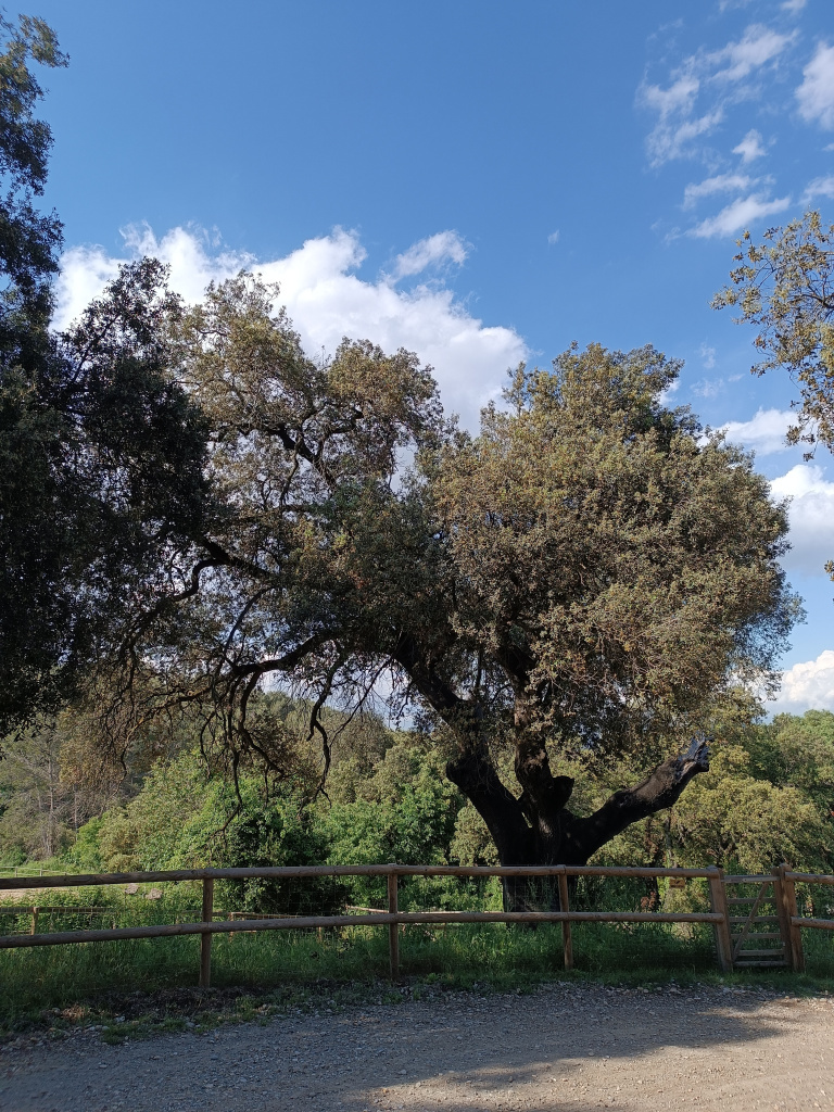 Alzina de Can Camps I