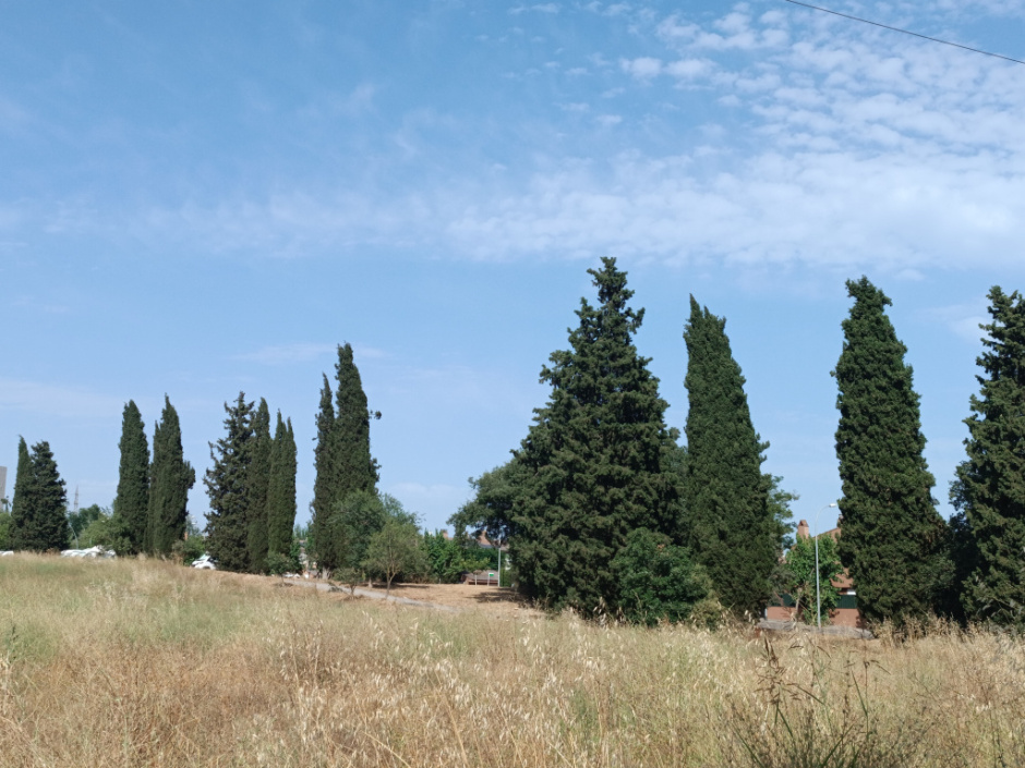 Xiprers vistos des del camí de Can Poncic