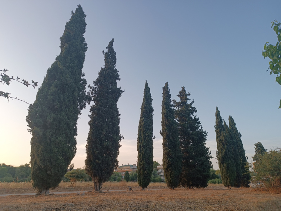 Conjunt de set xiprers vistos des de la ronda Arraona