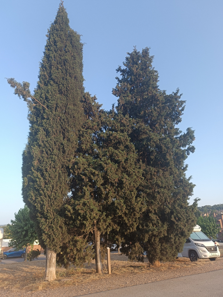 Conjunt de tres xiprers vistos des del camí de Can Poncic (amb post informatiu)