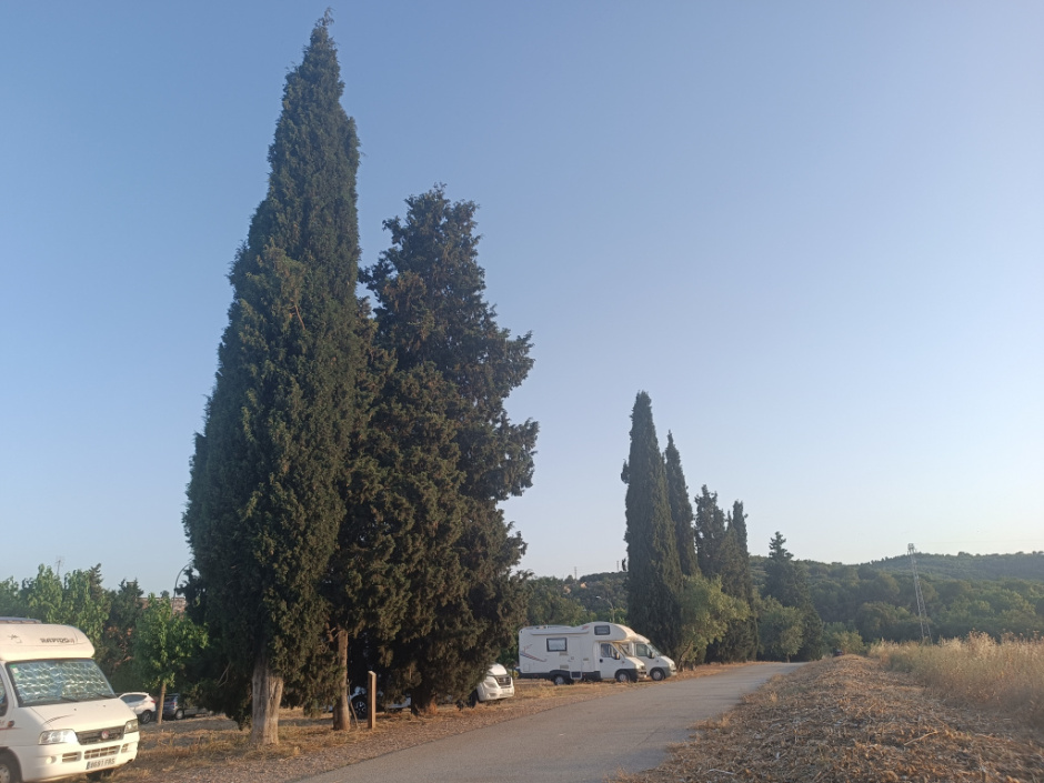 Conjunt de xiprers vistos des de l'inici del camí de Can Poncic