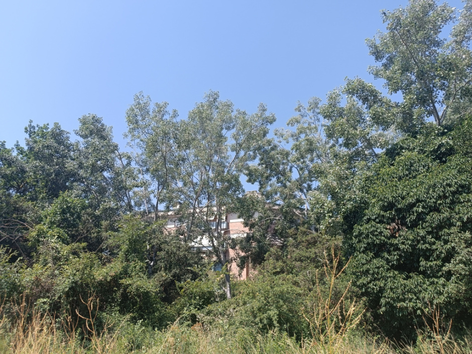 Vista de l'àlber des del camí de la riba del Torrent de la Font del Pont.