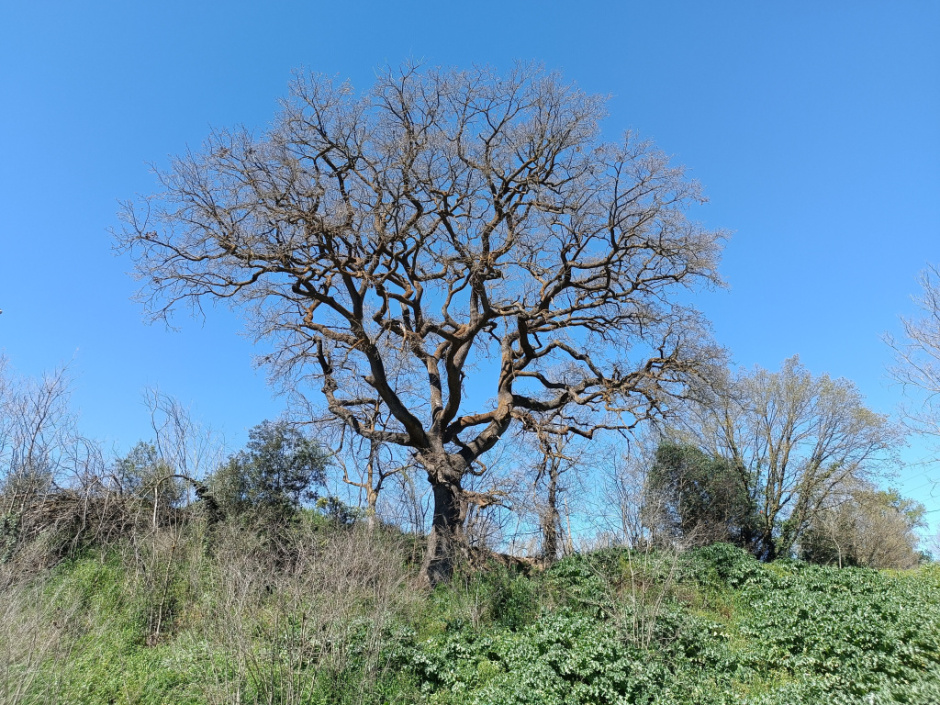 Roure de Can Vinyals III