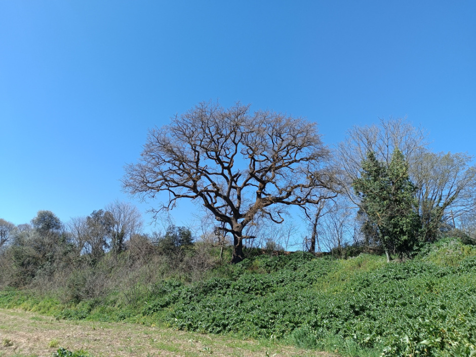 Roure de Can Vinyals III