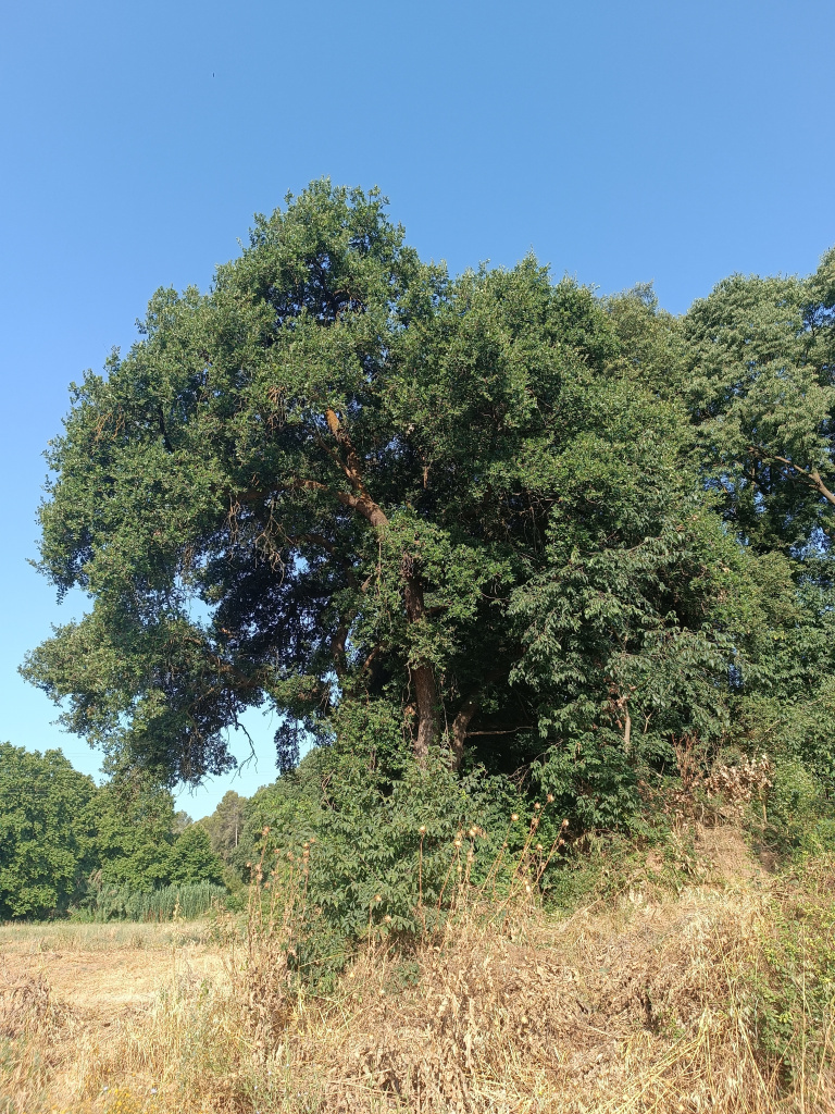 Roure de can Vinyals I