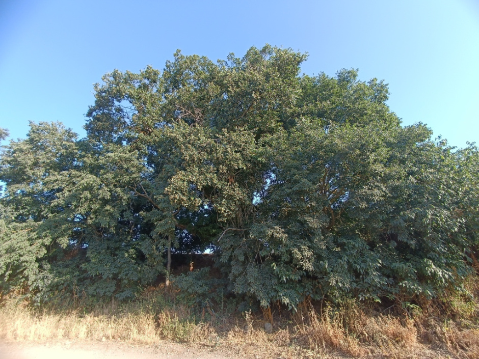 Roure de can Vinyals II