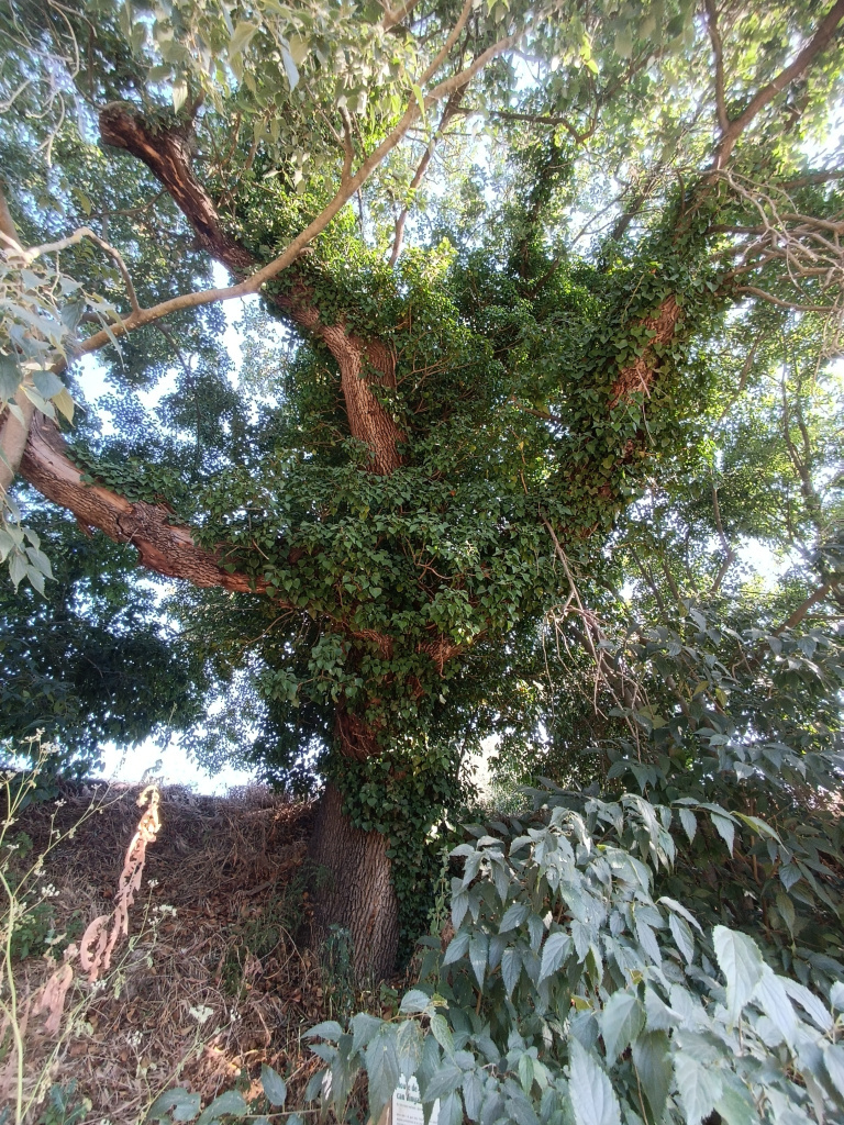 Roure de can Vinyals II