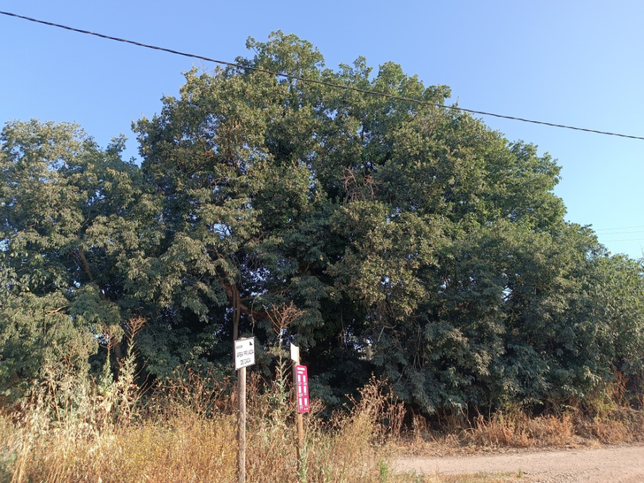 Roure de can Vinyals II