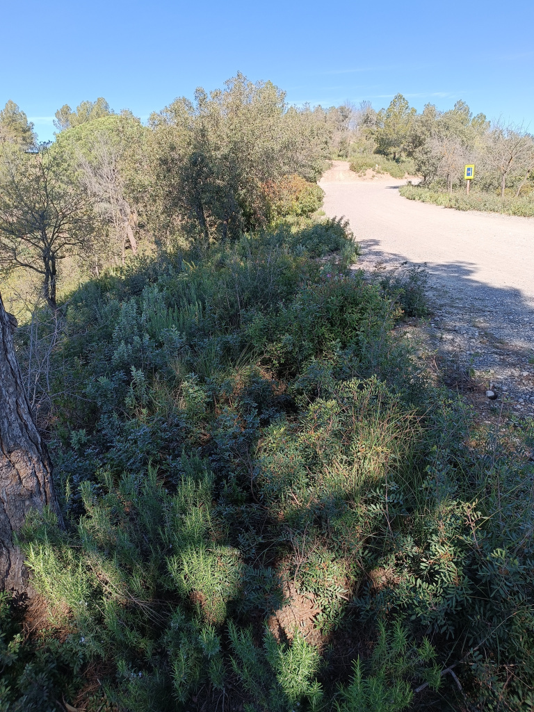 Trinxera B vista des de l'extrem sud-est