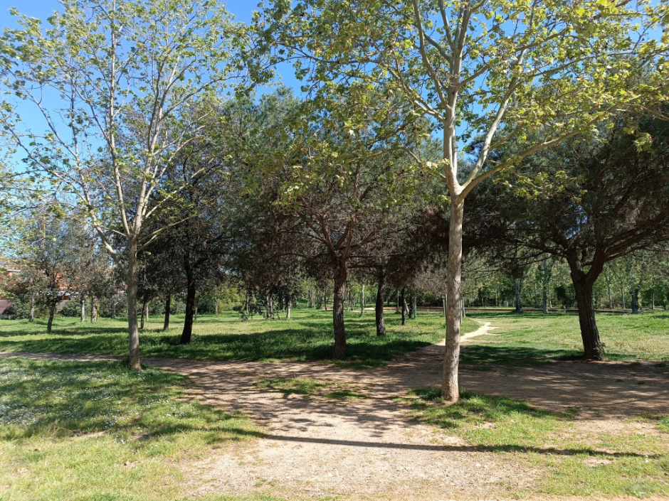 Extensió de prat amb arbres