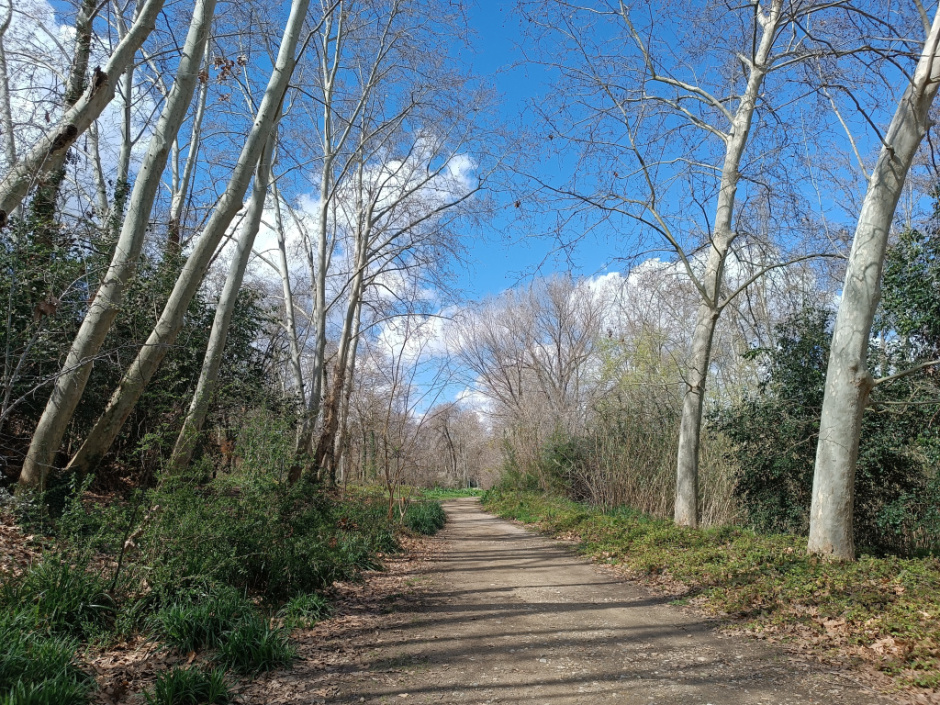 Camí de terra que travessa el parc en la zona més naturalitzada