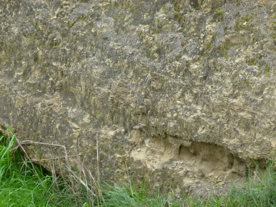 Jaciment paleontològic de lumaquel·les de Sant Sadurní d’Anoia (detall)