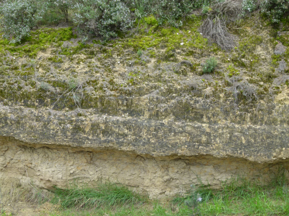 Jaciment paleontològic de lumaquel·les de Sant Sadurní d’Anoia (detall)