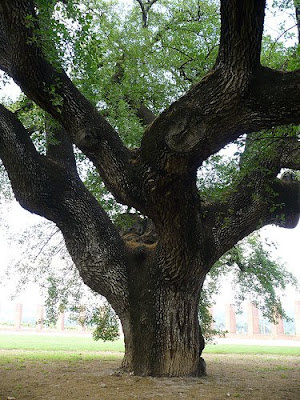 Roure de Can Codorniu. Font: Blog Amics dels Arbres.