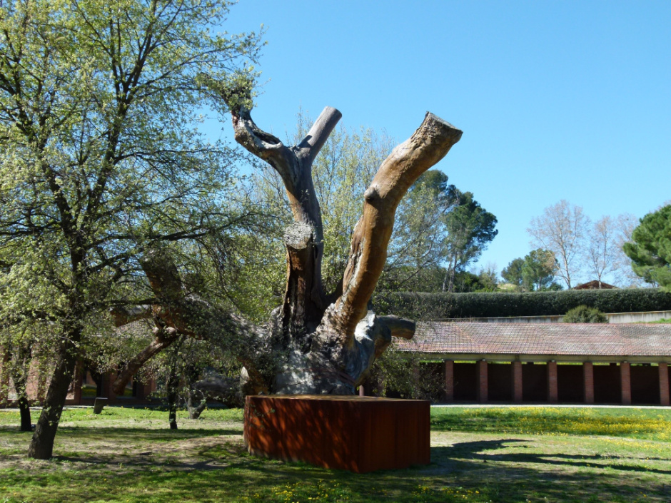 Roure de Can Codorniu