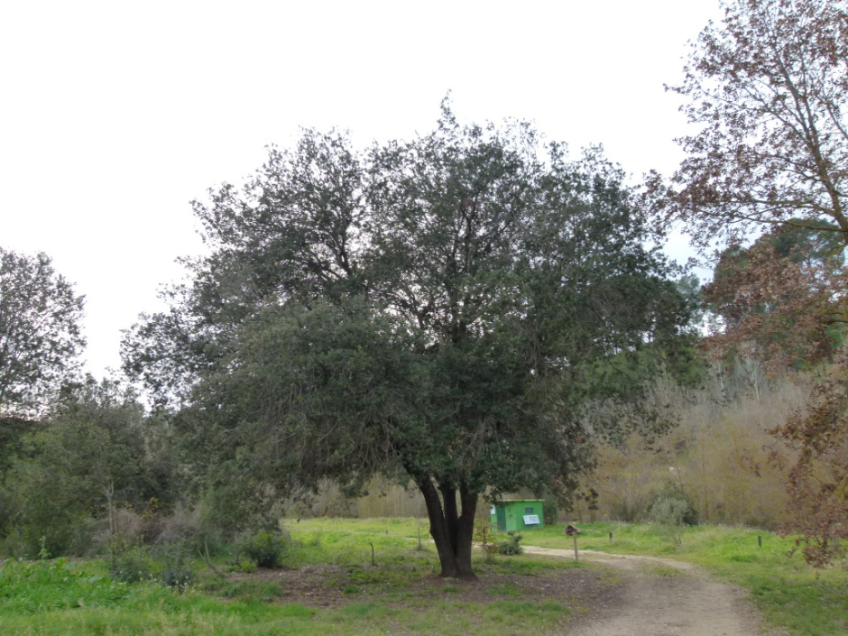 Riera de Lavernó - La Timba