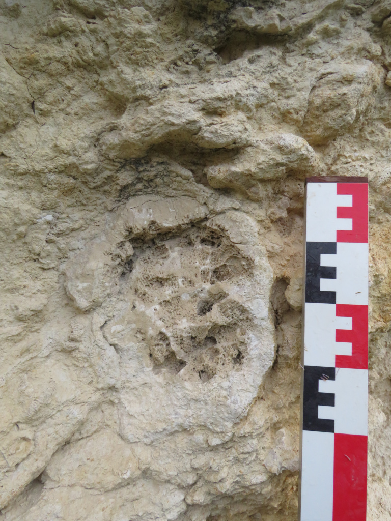 Jaciment paleontològic del Serralet