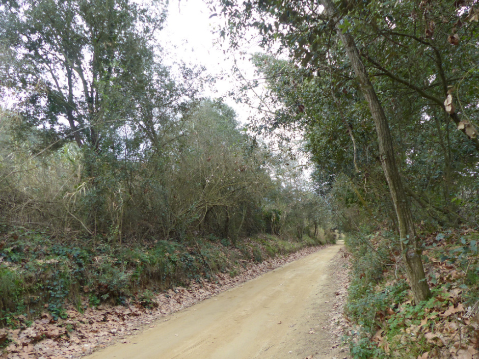 Riera de Torrentbò. 