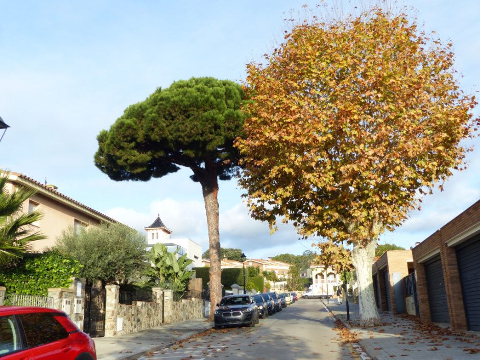 Pi pinyoner del carrer de can Boada, vista general amb un plataner a mà dreta. 