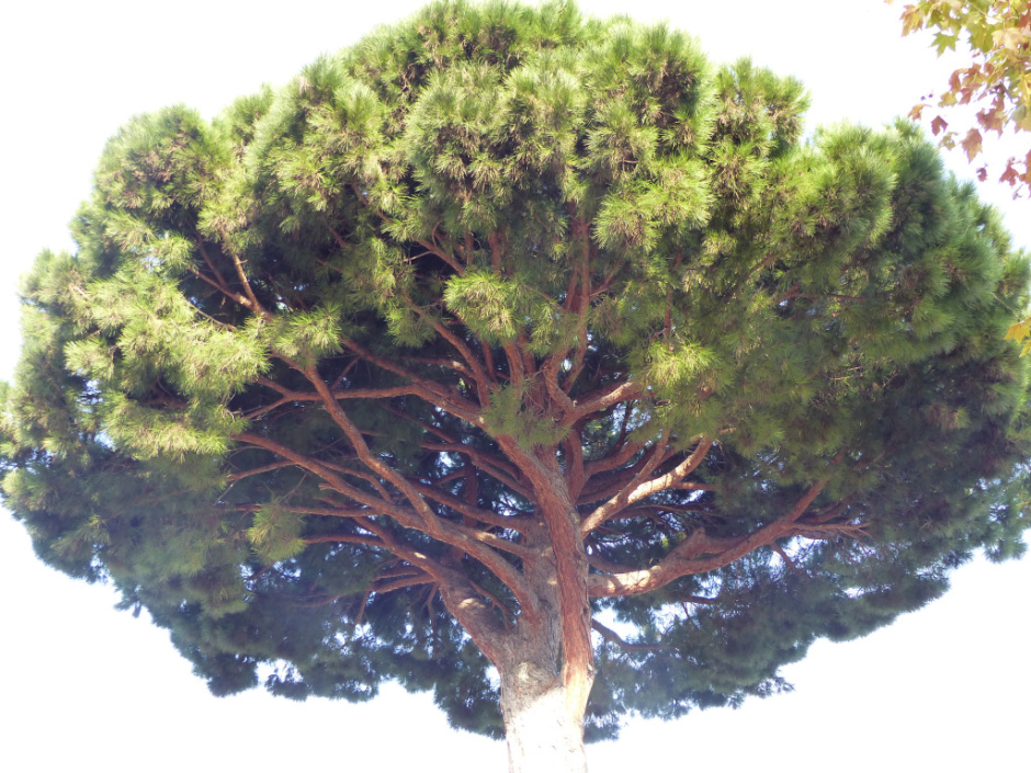 Capçada perfectament arrodonida. 