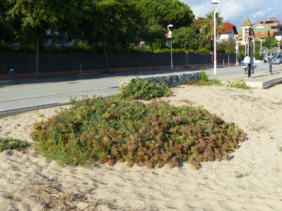 Zona de dunes de la platja de Sant Vicenç de Montalt. Vegetació. 
