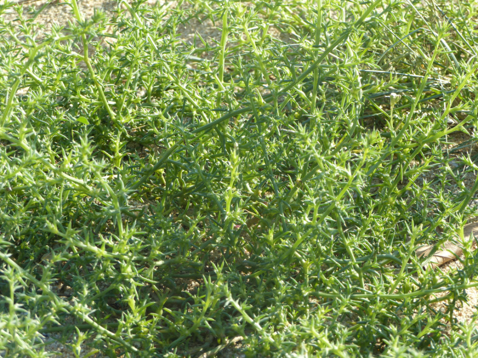 Zona de dunes de la platja de Sant Vicenç de Montalt. Vegetació. 
