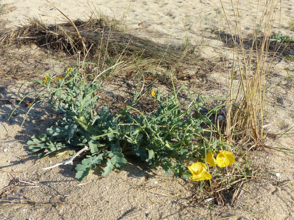 Zona de dunes de la platja de Sant Vicenç de Montalt. Vegetació. 