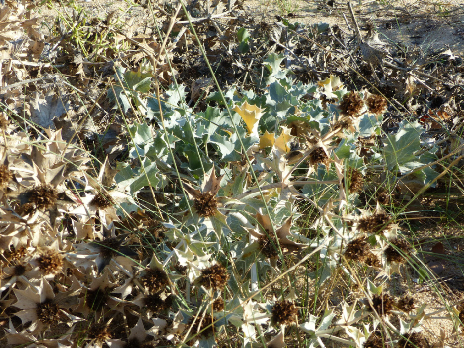 Zona de dunes de la platja de Sant Vicenç de Montalt. Vegetació. 