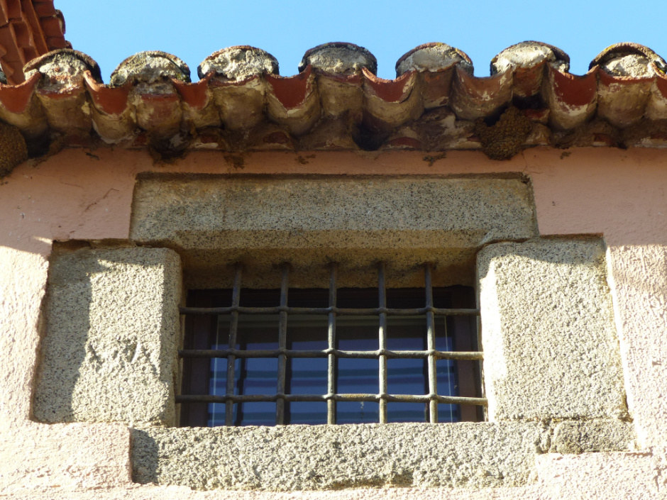 Zona de nidificació de l’oreneta cuablanca.