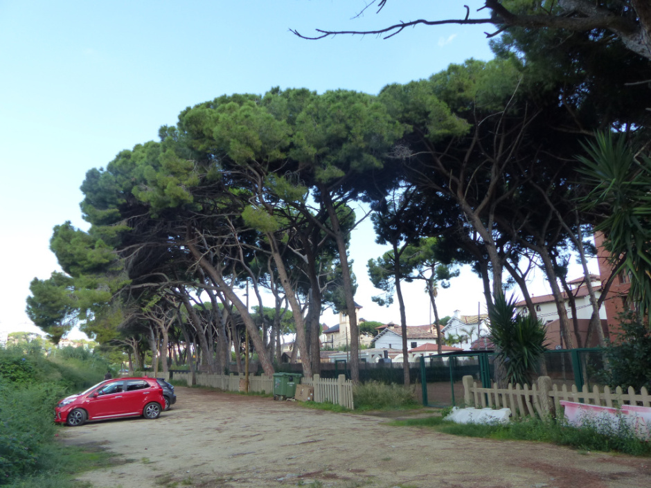 Pineda situada al darrera del Passeig del Marquès de Casa Riera. 