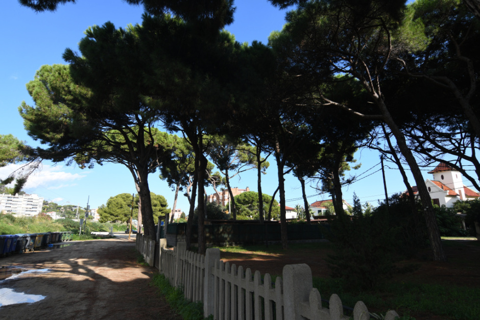 Pineda situada al darrera del Passeig del Marquès de Casa Riera. 