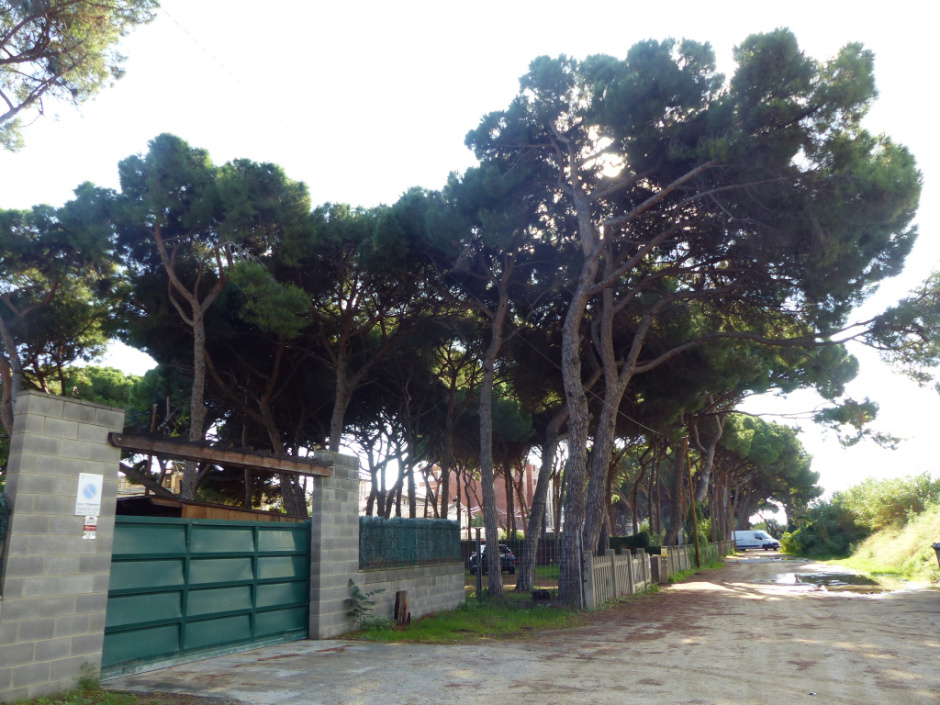 Pineda situada al darrera del Passeig del Marquès de Casa Riera. Vista general. 