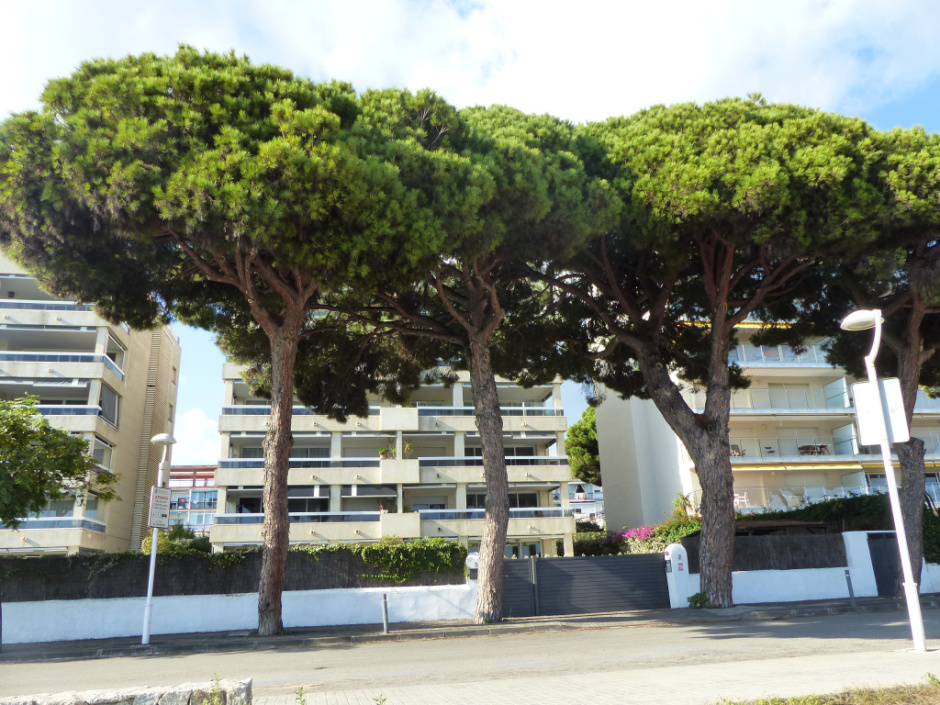 Pins del passeig del Marquès de Casa Riera. 